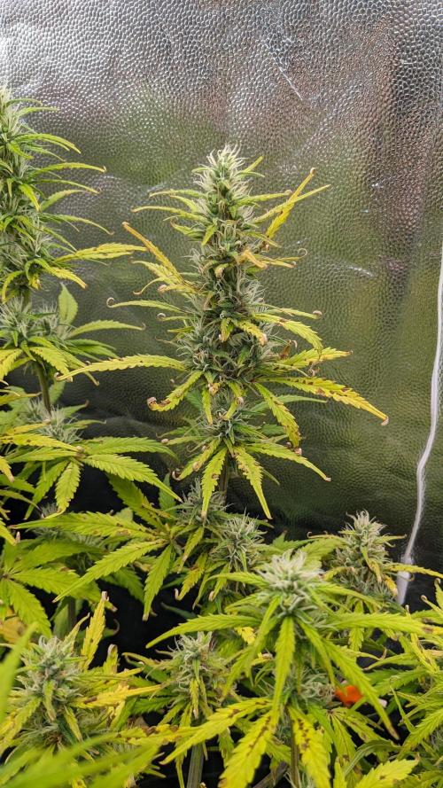 LIVING SOIL | Mimosa Cake + Gorilla Z. Week 12 - Day 79 G Flower 04 (Comparison)