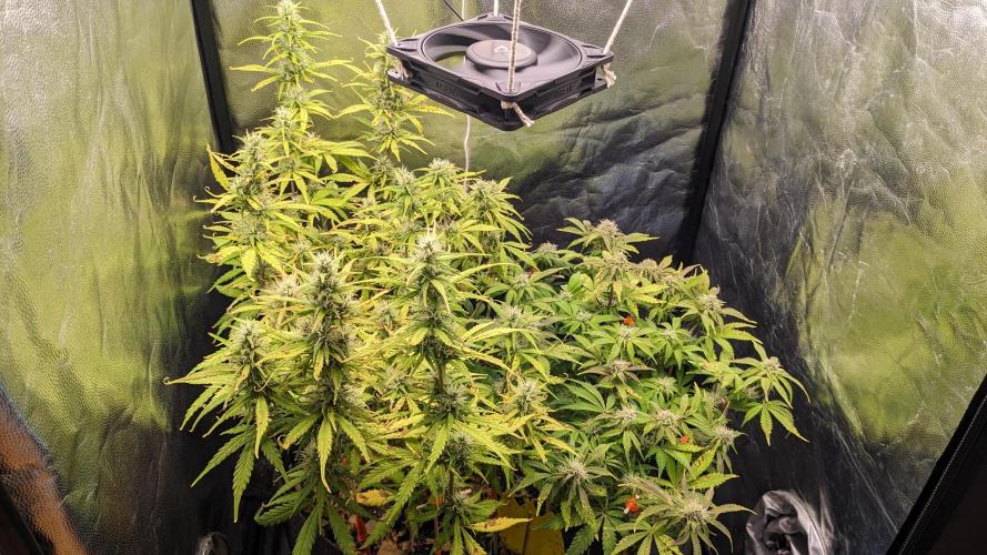 LIVING SOIL | Mimosa Cake + Gorilla Z. Week 12 - Day 79 G + M