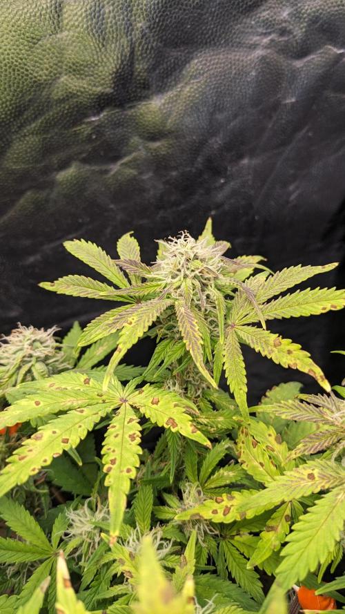 LIVING SOIL | Mimosa Cake + Gorilla Z. Week 12 - Day 79 M Flower 03 (Comparison)