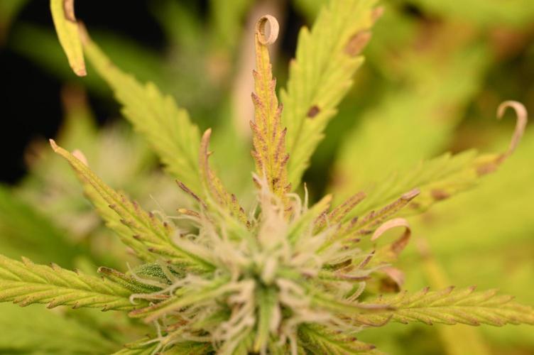 LIVING SOIL | Mimosa Cake + Gorilla Z. Week 12 - Day 78 G Color (Camera)