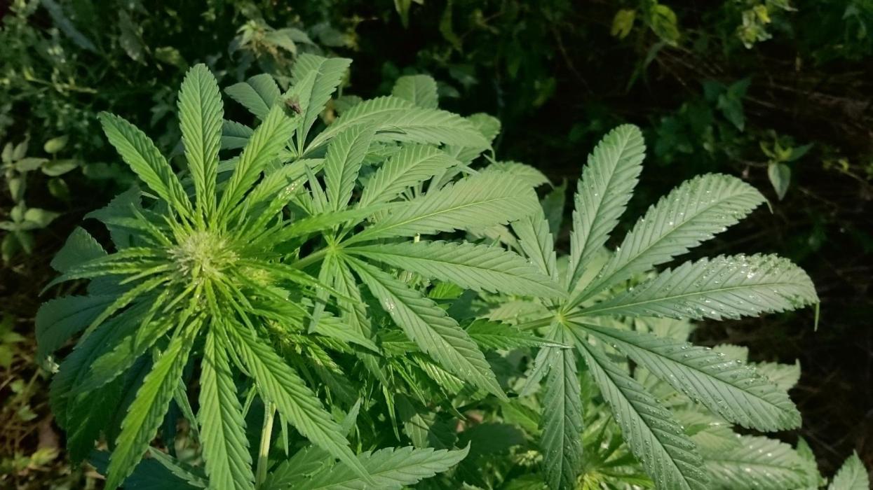 GUERILLA | Frisian Duck + Forest Dream. Week 2 - Forest Dream