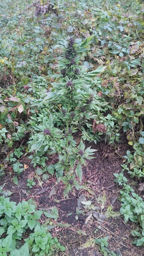 GUERILLA | Frisian Duck + Forest Dream. Week 3 - Plant 