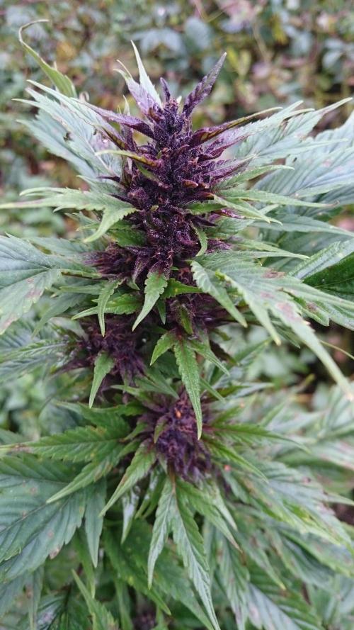 GUERILLA | Frisian Duck + Forest Dream. Week 3 - Cola