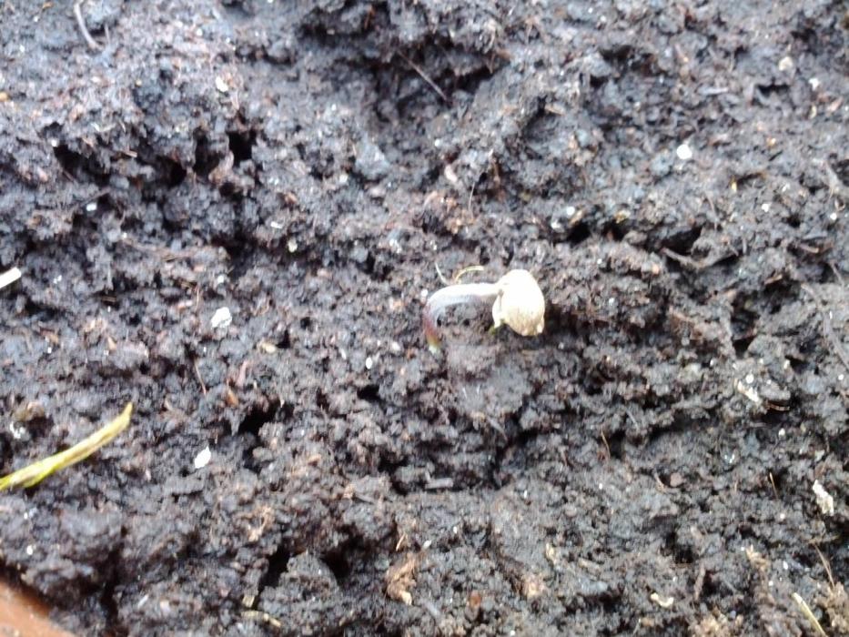 GUERILLA | Purple Haze. Week 1 - a