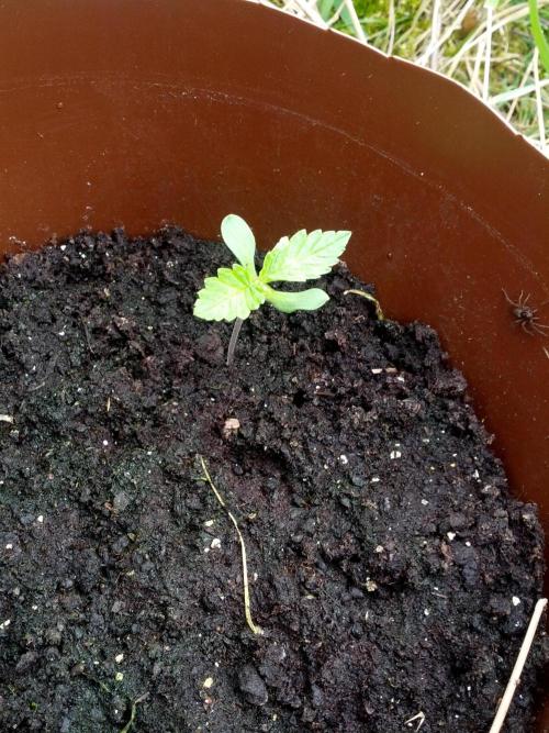 GUERILLA | Purple Haze. Week 2 - a