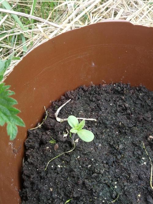 GUERILLA | Purple Haze. Week 2 - b