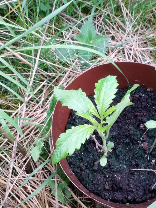 GUERILLA | Purple Haze. Week 3 - a