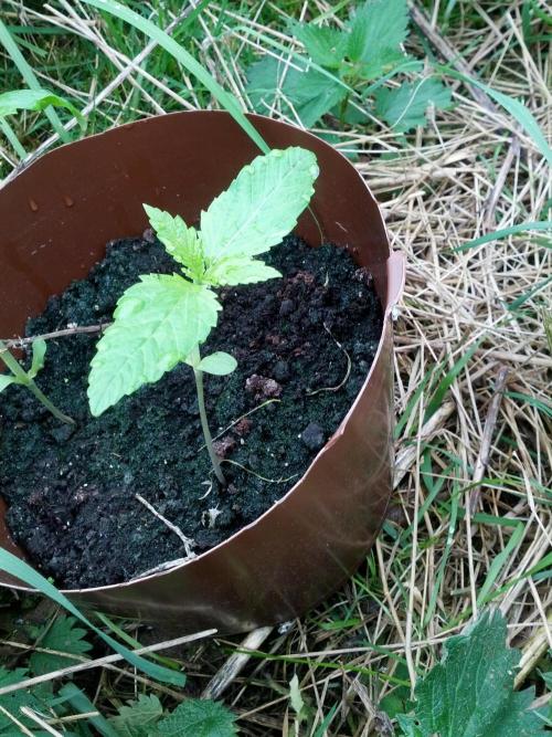 GUERILLA | Purple Haze. Week 3