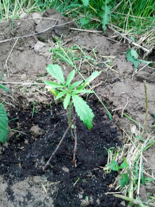 GUERILLA | Purple Haze. Week 4 - a