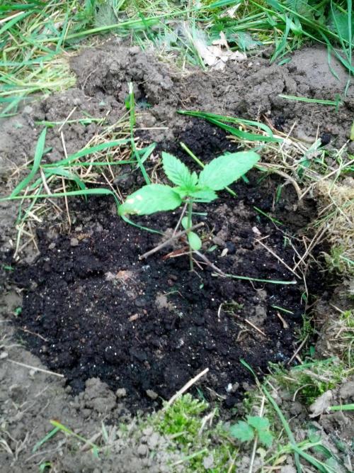 GUERILLA | Purple Haze. Week 4 - b