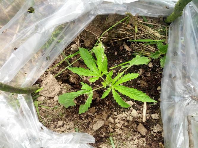 GUERILLA | Purple Haze. Week 5 - a