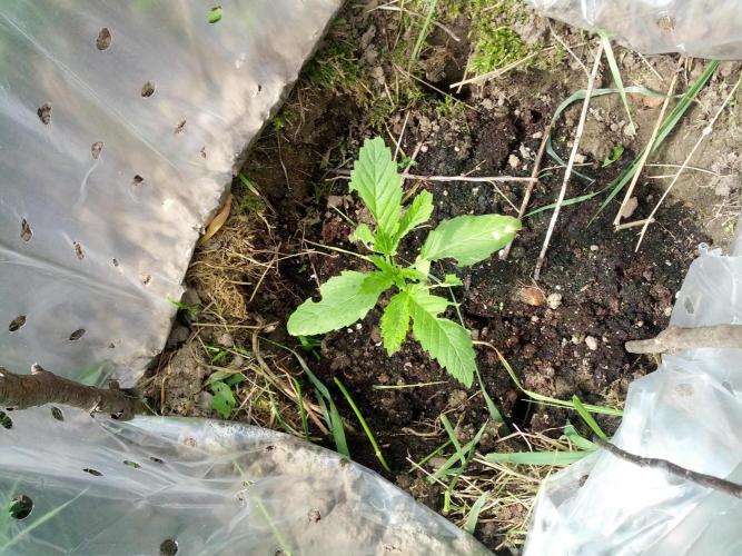 GUERILLA | Purple Haze. Week 5 - v