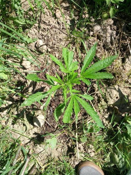 GUERILLA | Purple Haze. Week 6 - a