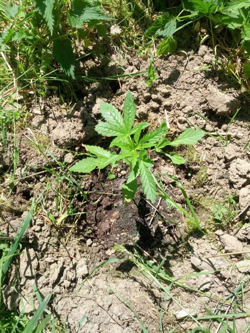 GUERILLA | Purple Haze. Week 6 - b