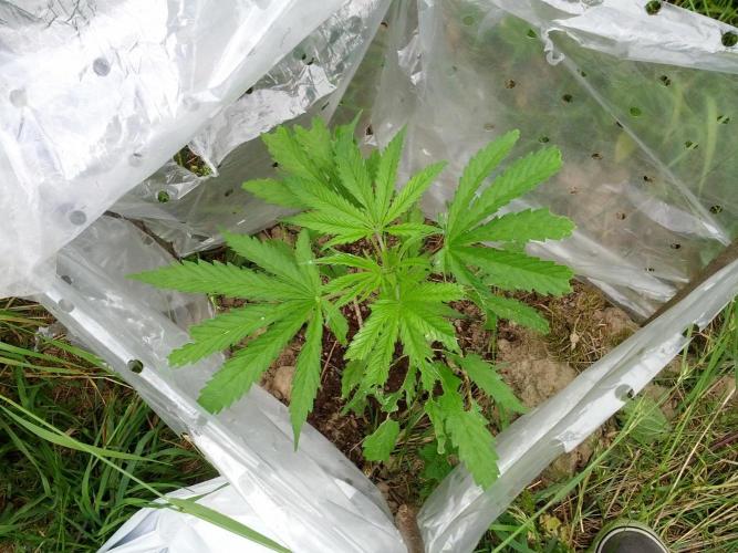 GUERILLA | Purple Haze. Week 7 - a