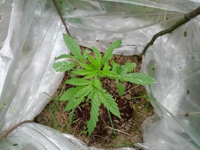 GUERILLA | Purple Haze. Week 7 - b