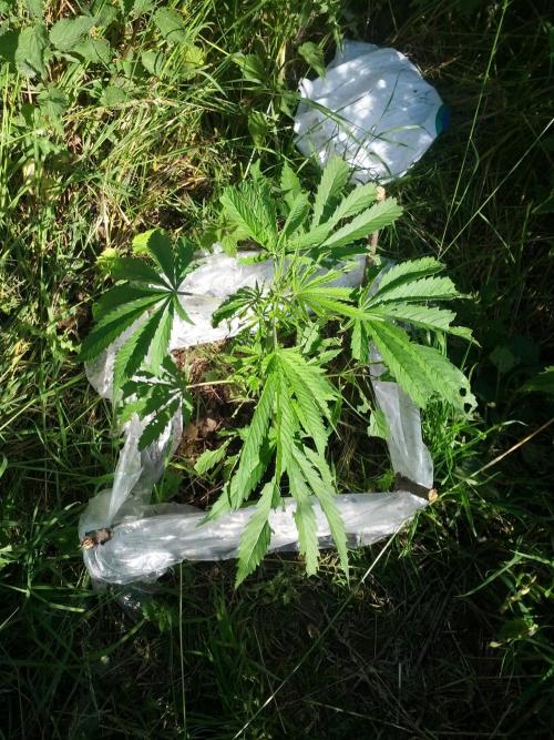 GUERILLA | Purple Haze. Week 8 - a