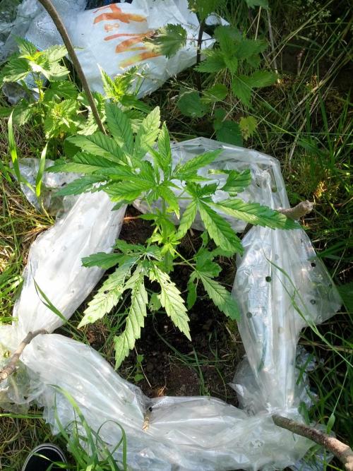 GUERILLA | Purple Haze. Week 8 - b