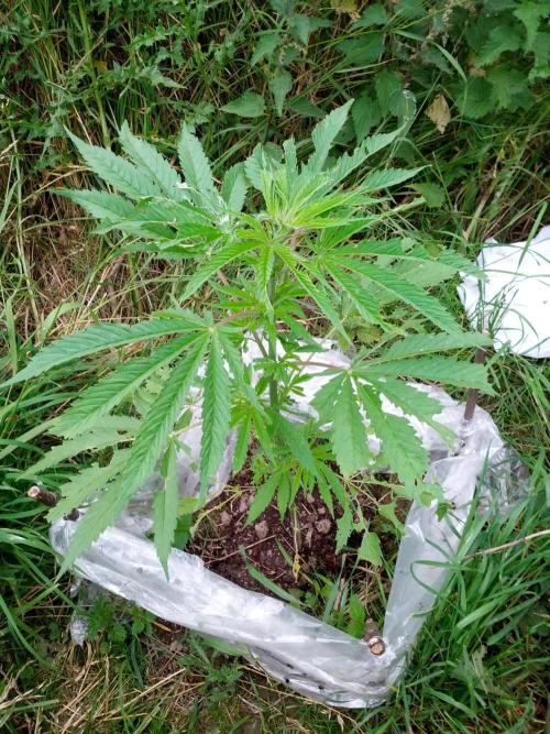 GUERILLA | Purple Haze. Week 9 - a