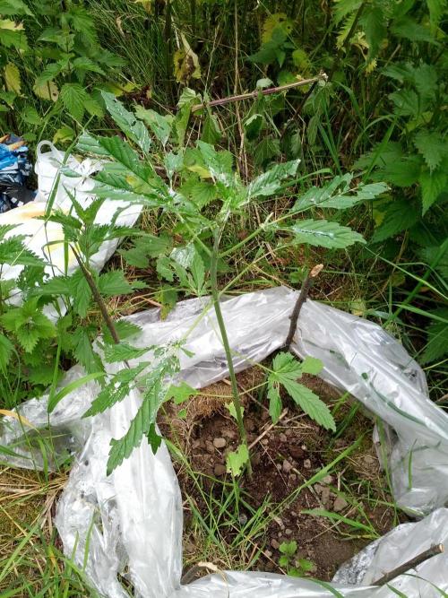 GUERILLA | Purple Haze. Week 9 - b