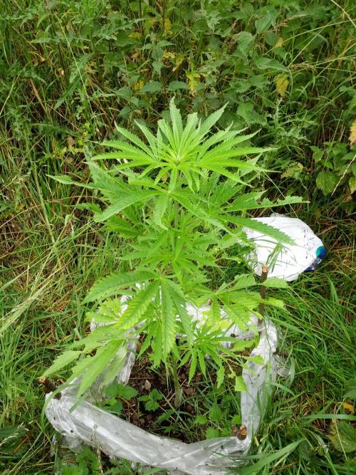 GUERILLA | Purple Haze. Week 10 - a