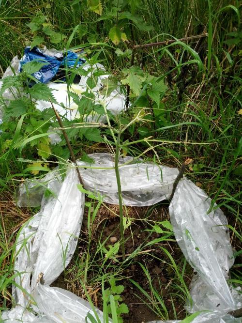 GUERILLA | Purple Haze. Week 10 - b