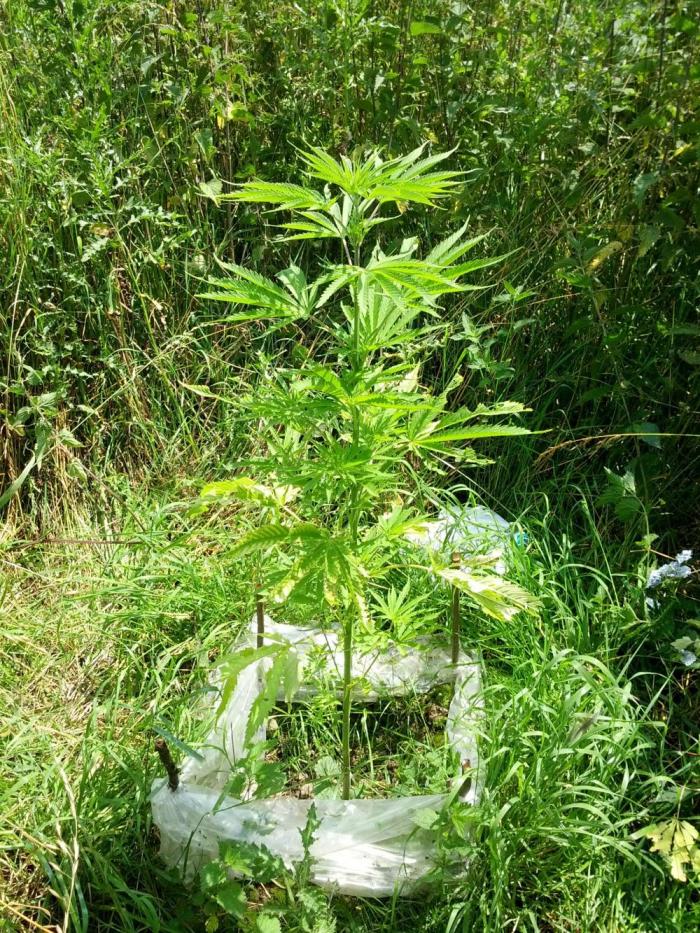 GUERILLA | Purple Haze. Week 12 - a