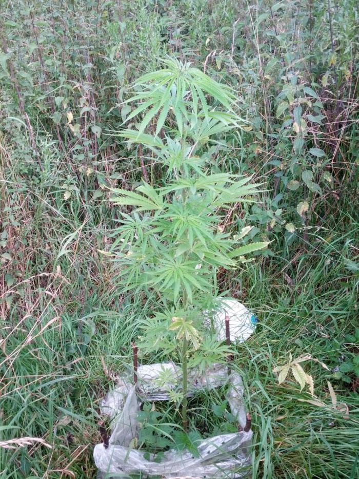 GUERILLA | Purple Haze. Week 13 - a