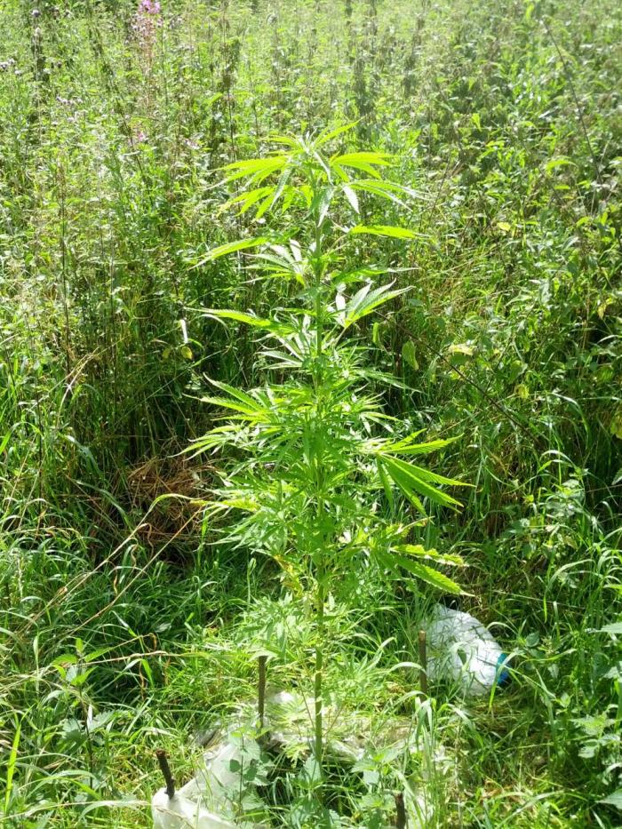 GUERILLA | Purple Haze. Week 14 - a