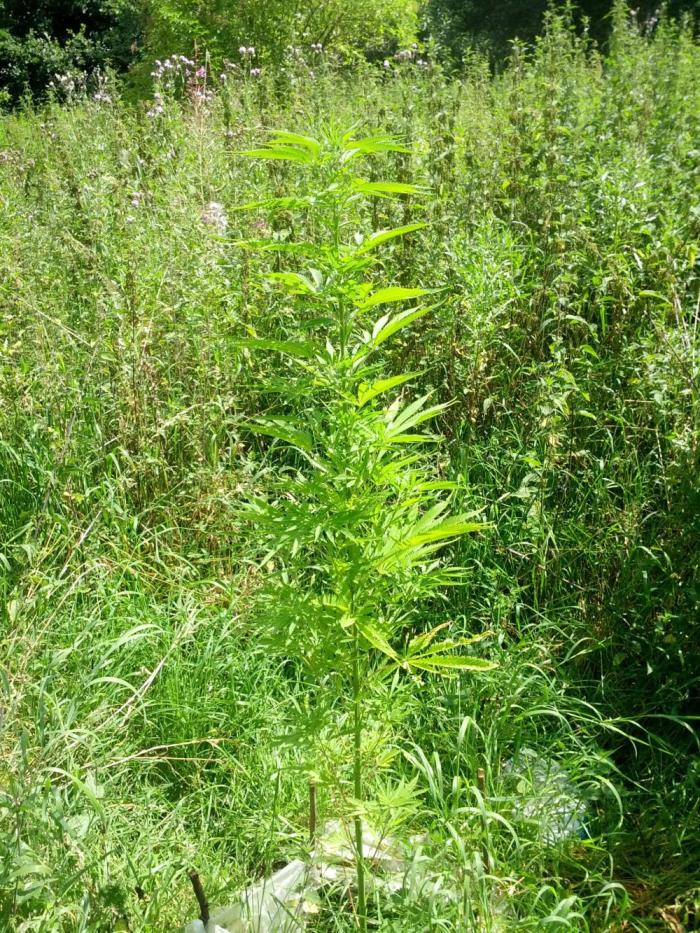 GUERILLA | Purple Haze. Week 15 - a