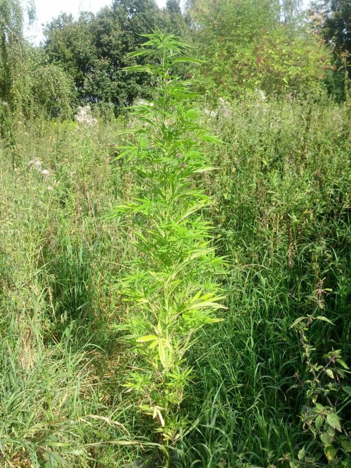 GUERILLA | Purple Haze. Week 18 - a