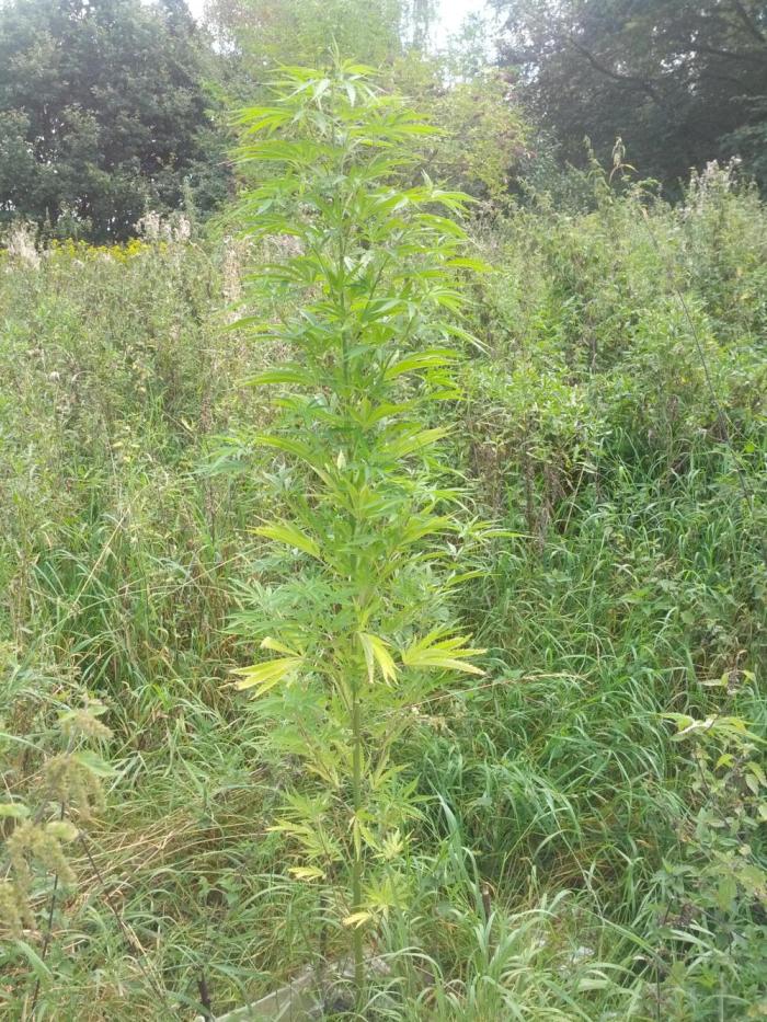 GUERILLA | Purple Haze. Week 19 - a