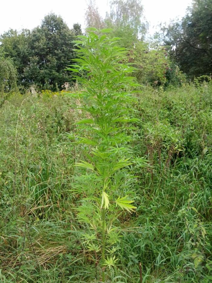 GUERILLA | Purple Haze. Week 20 - a