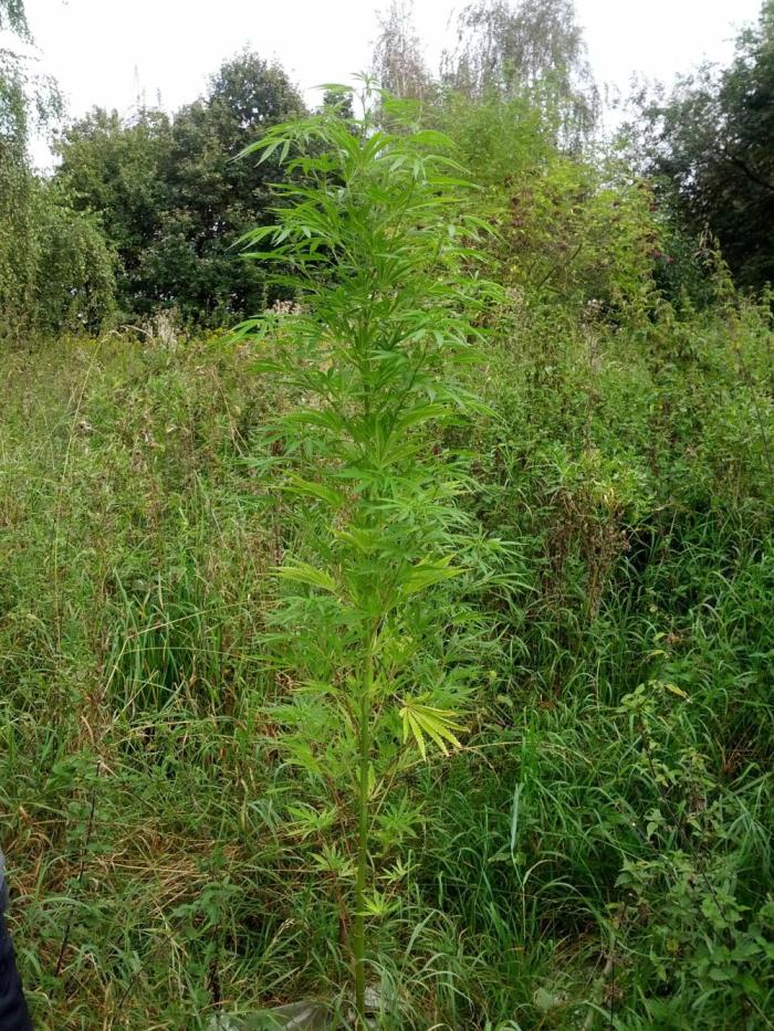 GUERILLA | Purple Haze. Week 21 - a