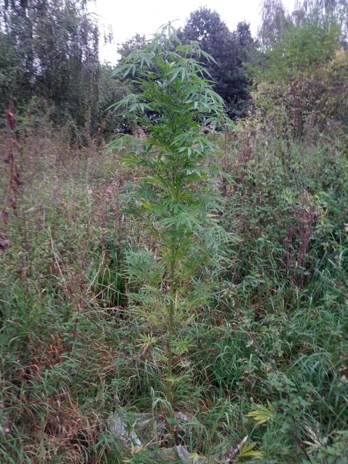 GUERILLA | Purple Haze. Week 22 - a