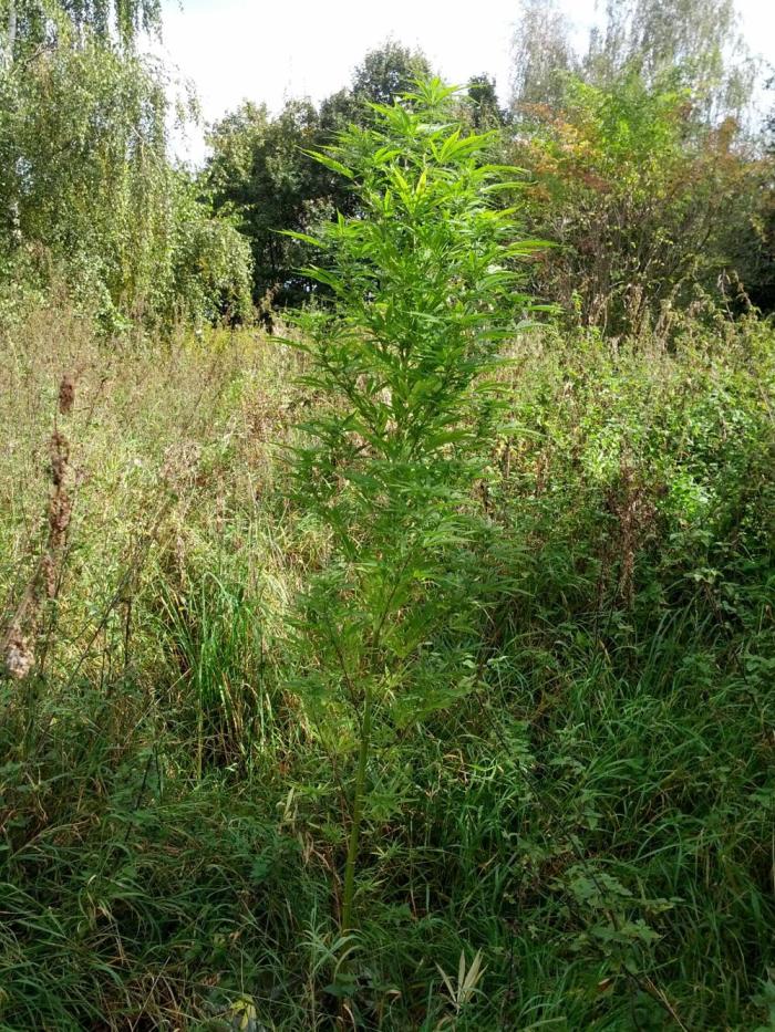 GUERILLA | Purple Haze. Week 23 - a