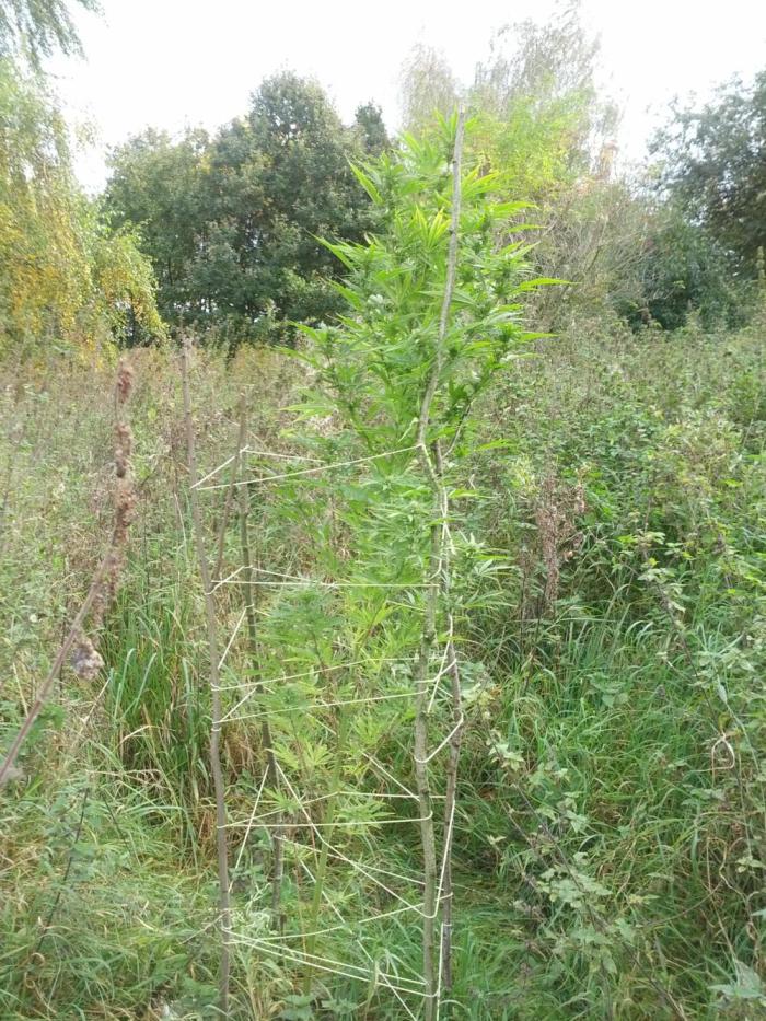 GUERILLA | Purple Haze. Week 24 - a