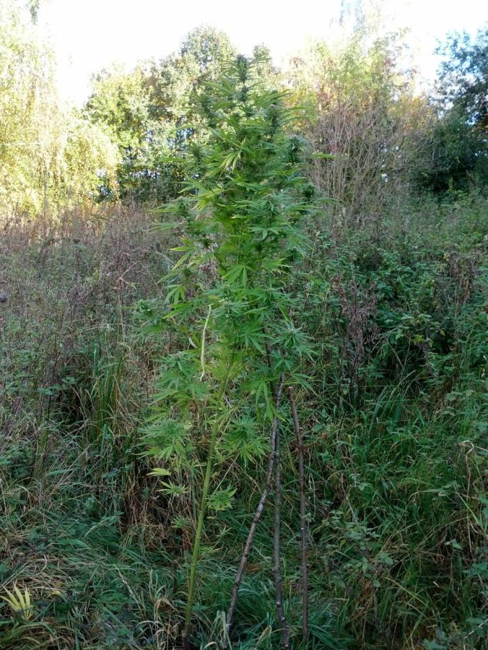 GUERILLA | Purple Haze. Week 25 - a