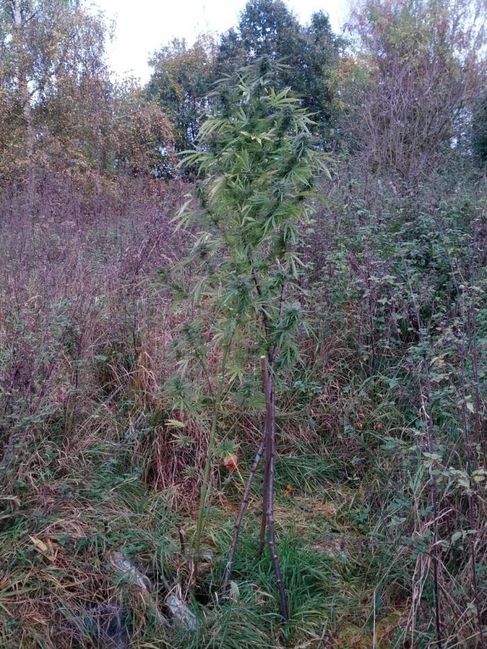 GUERILLA | Purple Haze. Week 26 - a