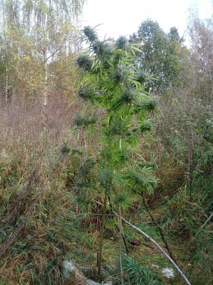 GUERILLA | Purple Haze. Week 27 - a