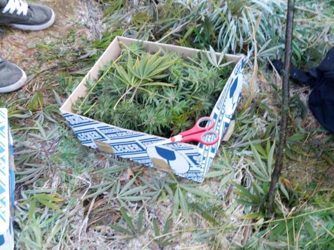 GUERILLA | Purple Haze. Week 28 - Bud