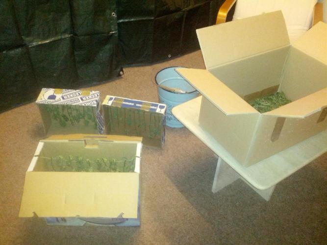 GUERILLA | Purple Haze. Week 28 - Drying