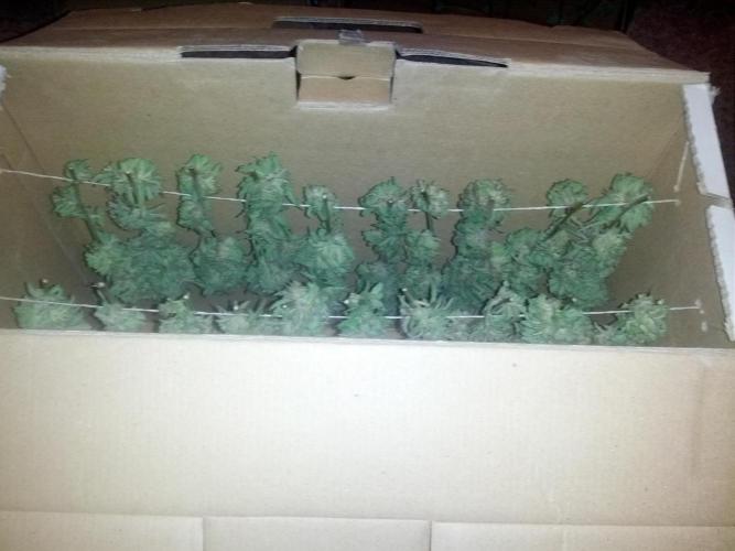 GUERILLA | Purple Haze. Week 28 - Bud 02