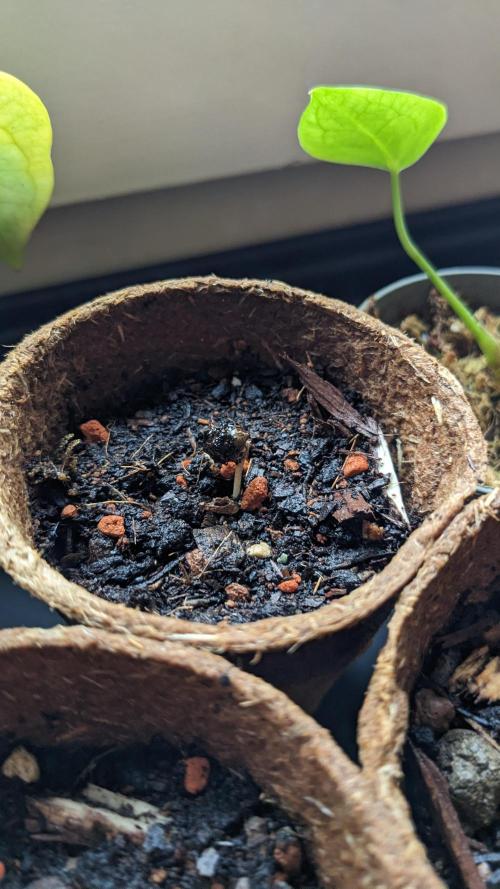 WINDOWSILL | Matanuska. Week 1 - 1