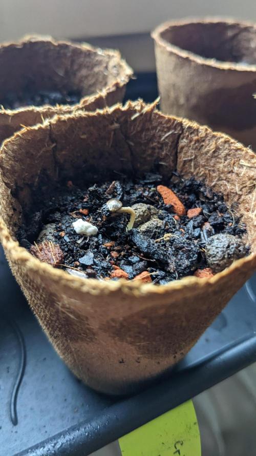 WINDOWSILL | Matanuska. Week 1 - 3