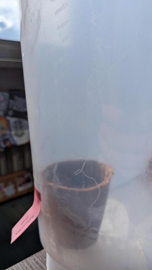 WINDOWSILL | Matanuska. Week 2 - 1