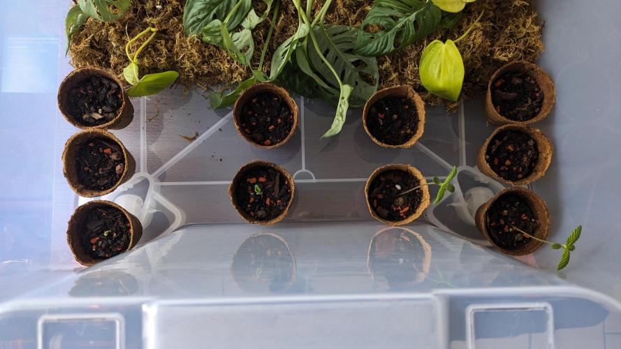 WINDOWSILL | Matanuska. Week 2 - 2