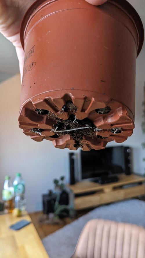 WINDOWSILL | Matanuska. Week 4