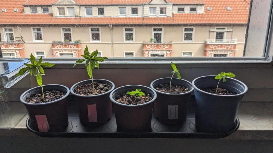 WINDOWSILL | Matanuska. Week 4