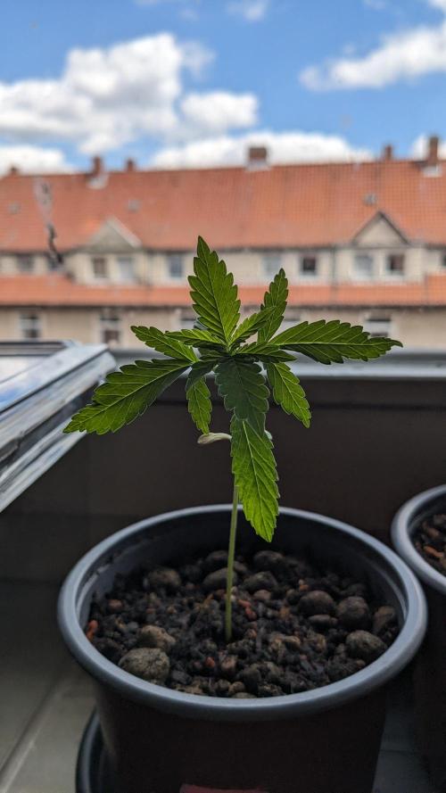 WINDOWSILL | Matanuska. Week 4